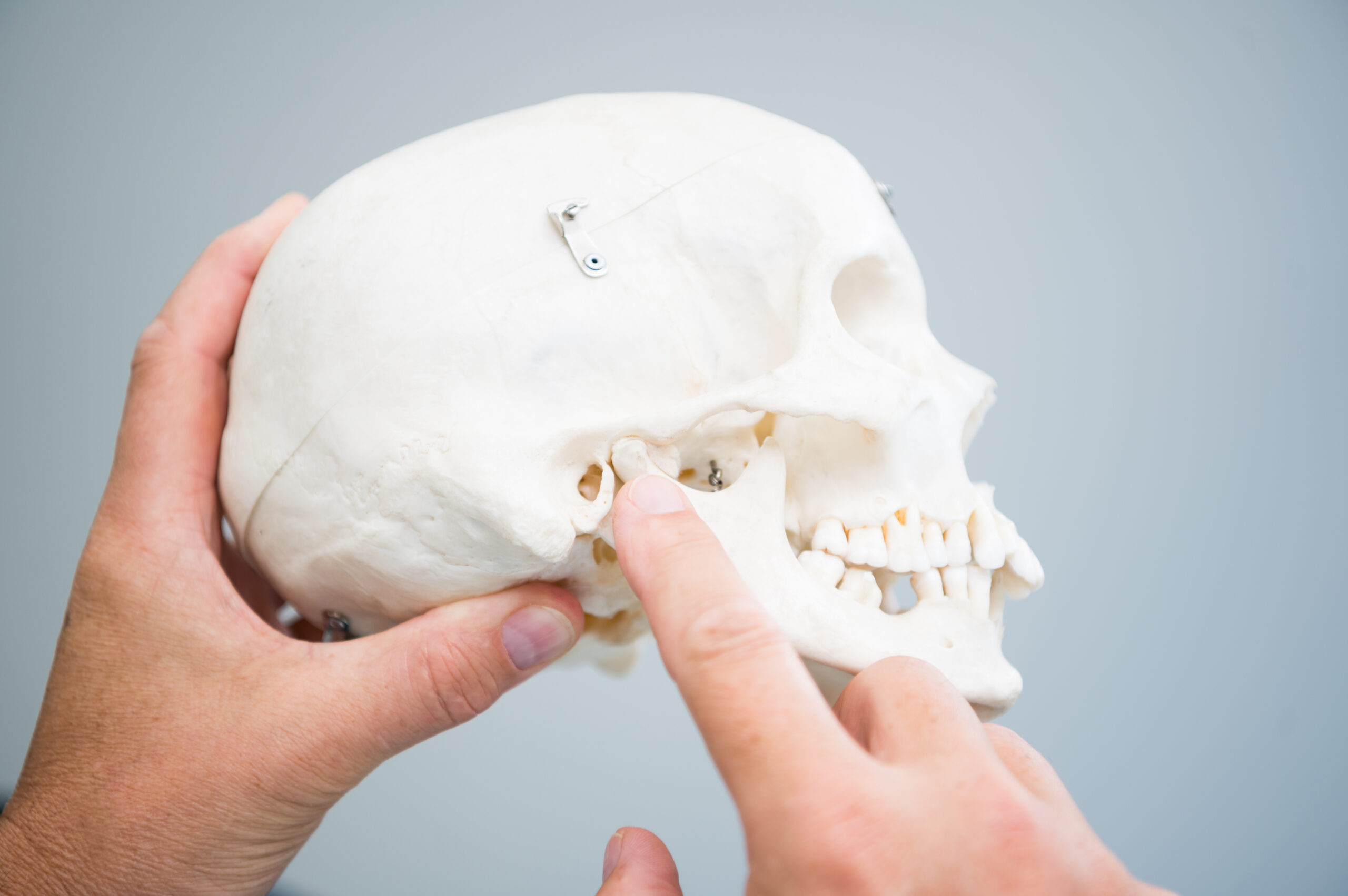 Modell eines Skelett Kopfes zum Zeigen des Kiefers
